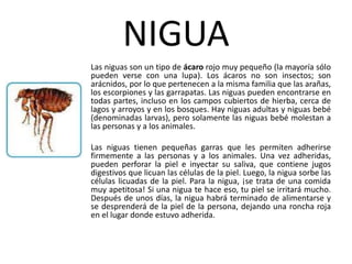 NIGUA
Las niguas son un tipo de ácaro rojo muy pequeño (la mayoría sólo
pueden verse con una lupa). Los ácaros no son insectos; son
arácnidos, por lo que pertenecen a la misma familia que las arañas,
los escorpiones y las garrapatas. Las niguas pueden encontrarse en
todas partes, incluso en los campos cubiertos de hierba, cerca de
lagos y arroyos y en los bosques. Hay niguas adultas y niguas bebé
(denominadas larvas), pero solamente las niguas bebé molestan a
las personas y a los animales.

Las niguas tienen pequeñas garras que les permiten adherirse
firmemente a las personas y a los animales. Una vez adheridas,
pueden perforar la piel e inyectar su saliva, que contiene jugos
digestivos que licuan las células de la piel. Luego, la nigua sorbe las
células licuadas de la piel. Para la nigua, ¡se trata de una comida
muy apetitosa! Si una nigua te hace eso, tu piel se irritará mucho.
Después de unos días, la nigua habrá terminado de alimentarse y
se desprenderá de la piel de la persona, dejando una roncha roja
en el lugar donde estuvo adherida.
 