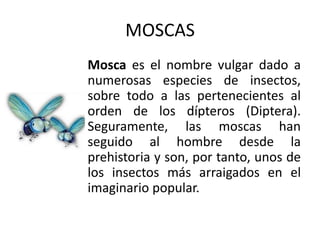 MOSCAS
Mosca es el nombre vulgar dado a
numerosas especies de insectos,
sobre todo a las pertenecientes al
orden de los dípteros (Diptera).
Seguramente, las moscas han
seguido al hombre desde la
prehistoria y son, por tanto, unos de
los insectos más arraigados en el
imaginario popular.
 