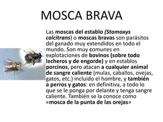 MOSCA BRAVA
Las moscas del establo (Stomoxys
calcitrans) o moscas bravas son parásitos
del ganado muy extendidos en todo el
mundo. Son muy comunes en
explotaciones de bovinos (sobre todo
lecheros y de engorde) y en establos
porcinos, pero atacan a cualquier animal
de sangre caliente (mulas, caballos, ovejas,
gatos, etc.) incluido el hombre, y también
a perros y gatos: en definitiva, a todo lo
que se le ponga por delante y tenga sangre
caliente. También se la conoce como
«mosca de la punta de las orejas»
 