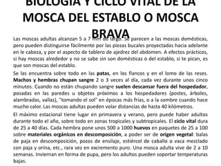 BIOLOGÍA Y CICLO VITAL DE LA
    MOSCA DEL ESTABLO O MOSCA
Las moscas adultas alcanzan 5 a 7 BRAVA parecen a las moscas domésticas,
                                  mm de largo. Se
pero pueden distinguirse fácilmente por las piezas bucales proyectadas hacia adelante
en le cabeza, y por el aspecto de tablero de ajedrez del abdomen. A efectos prácticos,
si hay moscas alrededor y no se sabe sin son domésticas o del establo, si te pican, es
que son moscas del establo.
Se las encuentra sobre todo en las patas, en los flancos y en el lomo de las reses.
Machos y hembras chupan sangre 2 o 3 veces al día, cada vez durante unos cinco
minutos. Cuando no están chupando sangre suelen descansar fuera del hospedador,
posadas en las paredes u objetos próximos a los hospedadores (postes, árboles,
alambradas, vallas), "tomando el sol" en épocas más frías, o a la sombre cuando hace
mucho calor. Las moscas adultas pueden volar distancias de hasta 40 kilómetros.
El máximo estacional tiene lugar en primavera y verano, pero puede haber adultos
durante todo el año, sobre todo en zonas tropicales y subtropicales. El ciclo vital dura
de 25 a 40 días. Cada hembra pone unos 500 a 1000 huevos en paquetes de 25 a 100
sobre materiales orgánicos en descomposición, a poder ser de origen vegetal: balas
de paja en descomposición, pozos de ensilaje, estiércol de caballo o vaca mezclado
con paja y orina, etc., rara vez en excremento puro. Una mosca adulta vive de 2 a 10
semanas. Inviernan en forma de pupa, pero los adultos pueden soportar temperaturas
bajas.
 