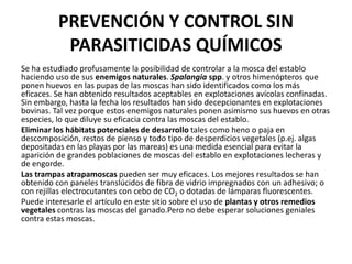 PREVENCIÓN Y CONTROL SIN
           PARASITICIDAS QUÍMICOS
Se ha estudiado profusamente la posibilidad de controlar a la mosca del establo
haciendo uso de sus enemigos naturales. Spalangia spp. y otros himenópteros que
ponen huevos en las pupas de las moscas han sido identificados como los más
eficaces. Se han obtenido resultados aceptables en explotaciones avícolas confinadas.
Sin embargo, hasta la fecha los resultados han sido decepcionantes en explotaciones
bovinas. Tal vez porque estos enemigos naturales ponen asimismo sus huevos en otras
especies, lo que diluye su eficacia contra las moscas del establo.
Eliminar los hábitats potenciales de desarrollo tales como heno o paja en
descomposición, restos de pienso y todo tipo de desperdicios vegetales (p.ej. algas
depositadas en las playas por las mareas) es una medida esencial para evitar la
aparición de grandes poblaciones de moscas del establo en explotaciones lecheras y
de engorde.
Las trampas atrapamoscas pueden ser muy eficaces. Los mejores resultados se han
obtenido con paneles translúcidos de fibra de vidrio impregnados con un adhesivo; o
con rejillas electrocutantes con cebo de CO2 o dotadas de lámparas fluorescentes.
Puede interesarle el artículo en este sitio sobre el uso de plantas y otros remedios
vegetales contras las moscas del ganado.Pero no debe esperar soluciones geniales
contra estas moscas.
 