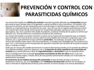 PREVENCIÓN Y CONTROL CON
                     PARASITICIDAS QUÍMICOS
Las moscas del establo son difíciles de controlar tratando al ganado afectado con mosquicidas porque
permanecen poco tiempo sobre el hospedador y atacan también a otros mamíferos, no tratados. Esto
hace que el contacto con los mosquicidas sea a menudo fugaz e insuficiente para matar a las moscas.
Además, en el ganado bovino, las patas de las reses –que son uno de sus lugares preferidos para picar–
son la parte del cuerpo donde menos duran los mosquicidas aplicados: porque las reses entran en el
agua (pozas, ríos, etc.) y pierden más rápido el producto, o porque la hierba de los pastos lo elimina por
abrasión, etc. Pero de ordinario no presentan problemas de resistencia.
Las moscas del establo se pueden controlar en parte con la mayoría de los productos que se emplean
para controlar a las moscas de los cuernos sobre el animal (baños de inmersión o aspersión, pour-ons,
orejeras, etc.), especialmente los que contienen piretroides. Sin embargo, las patas, lugar donde las
moscas del establo suelen atacar más frecuentemente, no quedan bien protegidas por las orejeras y los
pour- ons, y con frecuencia los mosquicidas allí aplicados se pierden por abrasión de las patas en pastos
altos, o cuando se mojan.
Dado que las moscas del establo permanecen la mayoría del tiempo posadas en las paredes de edificios
circundantes (establos, graneros, galpones, etc.), la aspersión de estas superficies con insecticidas de
contacto (p.ej. pulverizaciones a base de organofosforados o piretroides) suele ser bastante eficaz.
Varias investigaciones han mostrado que paneles translúcidos de fibra de vidrio atraen más a las
moscas que paneles negros. Instalar varios de esos paneles previamente tratados con insecticidas ha
dado buenos resultados.
El tratamiento de los hábitats de desarrollo potenciales (restos de balas de paja o de pienso,
desperdicios lecheros, etc.) con larvicidas o con inhibidores del desarrollo también da resultado y se
hace a menudo en explotaciones lecheras para controlar al mismo tiempo a las moscas domésticas.
 