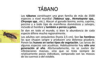 TÁBANO
Los tábanos constituyen una gran familia de más de 3500
especies a nivel mundial (Tabanus spp., Hematopota spp.,
Chrysops spp., etc.). Atacan al ganado bovino, ovino, caprino,
porcino y a todo tipo de mamíferos domésticos y salvajes,
incluido el hombre y también a perros y gatos.
Se dan en todo el mundo, si bien la abundancia de cada
especie difiere mucho regionalmente.
Los adultos son corpulentos (hasta 2,5 cm). Son las hembras
las que chupan sangre y producen una dolorosa picadura.
Ponen los huevos en varios tipos de vegetación. Las larvas de
algunas especies son acuáticas. Habitualmente hay sólo una
generación al año. Afortunadamente, no se suelen dar
infestaciones masivas, sino que se trata siempre de
relativamente pocos individuos, comparado con las moscas
de los cuernos o del establo.
 