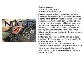 Causas:moscas
Sintomas:dolor intenso
Tratamiento:insecticidas
Causas: atacan sobre el ganado y también
humanos, las moscas de la especie americana
Cochliomyia hominivorax depositan larvas se
depositan en las heridas perforan la piel para
alimentarse de la sangre del hospedador y se
transforman en gusanos, excavan galerías y
túneles, atacan el área cutánea pertenecen a
los trópicos comúnmente se conoce como
(bijao) puede causar la muerte de una persona
en pocos días.
Síntomas: dolor intenso inflación de la zona
afectada , formación de pus, la producción de
carne y leche se reducen.
Tratamiento y control: rociando las áreas
afectadas con insecticidas organofosforados; o
vía oral con triclorfon, o inyectable vía
subcutánea como la ivermectina, o también
puede rociarse
 