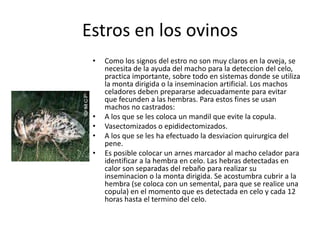 Estros en los ovinos
 •   Como los signos del estro no son muy claros en la oveja, se
     necesita de la ayuda del macho para la deteccion del celo,
     practica importante, sobre todo en sistemas donde se utiliza
     la monta dirigida o la inseminacion artificial. Los machos
     celadores deben prepararse adecuadamente para evitar
     que fecunden a las hembras. Para estos fines se usan
     machos no castrados:
 •   A los que se les coloca un mandil que evite la copula.
 •   Vasectomizados o epididectomizados.
 •   A los que se les ha efectuado la desviacion quirurgica del
     pene.
 •   Es posible colocar un arnes marcador al macho celador para
     identificar a la hembra en celo. Las hebras detectadas en
     calor son separadas del rebaño para realizar su
     inseminacion o la monta dirigida. Se acostumbra cubrir a la
     hembra (se coloca con un semental, para que se realice una
     copula) en el momento que es detectada en celo y cada 12
     horas hasta el termino del celo.
 