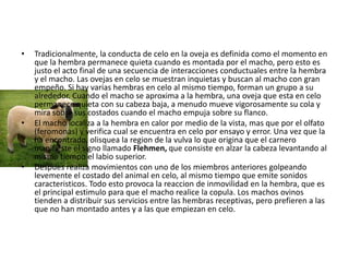 •   Tradicionalmente, la conducta de celo en la oveja es definida como el momento en
    que la hembra permanece quieta cuando es montada por el macho, pero esto es
    justo el acto final de una secuencia de interacciones conductuales entre la hembra
    y el macho. Las ovejas en celo se muestran inquietas y buscan al macho con gran
    empeño. Si hay varias hembras en celo al mismo tiempo, forman un grupo a su
    alrededor. Cuando el macho se aproxima a la hembra, una oveja que esta en celo
    permanece quieta con su cabeza baja, a menudo mueve vigorosamente su cola y
    mira sobre sus costados cuando el macho empuja sobre su flanco.
•   El macho localiza a la hembra en calor por medio de la vista, mas que por el olfato
    (feromonas) y verifica cual se encuentra en celo por ensayo y error. Una vez que la
    ha encontrado, olisquea la region de la vulva lo que origina que el carnero
    manifieste el signo llamado Flehmen, que consiste en alzar la cabeza levantando al
    mismo tiempo el labio superior.
•   Despues realiza movimientos con uno de los miembros anteriores golpeando
    levemente el costado del animal en celo, al mismo tiempo que emite sonidos
    caracteristicos. Todo esto provoca la reaccion de inmovilidad en la hembra, que es
    el principal estimulo para que el macho realice la copula. Los machos ovinos
    tienden a distribuir sus servicios entre las hembras receptivas, pero prefieren a las
    que no han montado antes y a las que empiezan en celo.
 