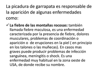 La picadura de garrapata es responsable de
la aparición de algunas enfermedades
como:
 La fiebre de las montañas rocosas: también
  llamada fiebre maculosa, es una enfermedad
  caracterizada por la presencia de fiebre, dolores
  musculares, problemas de coordinación o
  aparición o de erupciones en la piel ( en principio
  en los talones o las muñecas). En casos mas
  graves puede producir problemas de infección
  sanguínea, meningitis o shock. Es una
  enfermedad muy habitual en la zona oeste de
  USA, de donde recibe su nombre.
 