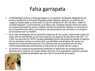 Falsa garrapata
•   El Melophagus ovinus o falsa garrapata es un parásito artrópodo obligado de los
    ovinos, pertenece a la Familia Hippoboscidae (díptero áptero), se alimenta de
    sangre y realiza todo su ciclo vital, el cual se completa en 24 a 36 días1, sobre el
    animal huésped2. La transmisión se produce por contacto directo entre animales,
    en especial durante los meses cálidos cuando los parásitos adultos se encuentran
    en la superficie del vellón y se realizan concentraciones de animales o el cordero
    se encuentra con su madre3.
•   Es el más cosmopolita de los parásitos externos de los ovinos, alcanzando todas las
    áreas del mundo donde se cría esta especie, en especial las de clima más frío3. En
    Chile, fue descrito en 19744 aunque probablemente esté presente desde el ingreso
    de los primeros ovinos a nuestro país. Las pérdidas que produce M. ovinus se
    expresan fundamentalmente por una disminución en la producción de lana,
    menor desarrollo del animal joven y reducción en el valor de los cueros3.
•   El control se realiza principalmente mediante la aplicación de antiparasitarios
    después de la esquila, los cuales deben eliminar a los ejemplares adultos y poseer
    una acción residual prolongada que permita el control de las pupas3.
 