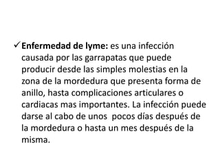 Enfermedad de lyme: es una infección
 causada por las garrapatas que puede
 producir desde las simples molestias en la
 zona de la mordedura que presenta forma de
 anillo, hasta complicaciones articulares o
 cardiacas mas importantes. La infección puede
 darse al cabo de unos pocos días después de
 la mordedura o hasta un mes después de la
 misma.
 