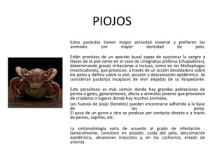 PIOJOS
Estos parásitos tienen mayor actividad invernal y prefieren los
animales       con     mayor        densidad      de       pelo.

Están provistos de un aparato bucal capaz de succionar la sangre a
través de la piel como en el caso de Linognatus piliferus (chupadores),
determinando graves irritaciones o incluso, como en los Mallophagos
(masticadores), que provocan, a través de un acción devastadora sobre
los pelos y dañina sobre la piel, picazón y descamación epidérmica. Se
consideran parásitos incapaces de vivir alejados de su hospedante.

Esta parasitosis es más común donde hay grandes poblaciones de
perros o gatos, generalmente, afecta a animales jóvenes que provienen
de criaderos o lugares donde hay muchos animales.
Los huevos de piojo (liendres) pueden encontrarse adherido a la base
de                              los                             pelos.
El paso de un perro a otro se produce por contacto directo o a través
de peines, cepillos, etc.

La sintomatología varía de acuerdo al grado de infestación .
Generalmente, consisten en picazón, caída del pelo, descamación
epidérmica, abrasiones inducidas y, en los cachorros, estado de
anemia.
 
