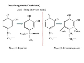 Insect Integument (Exoskeleton)
Cross linking of protein matrix
OH
OH

CH2

O

OH

O
OH

Protein

CH2

N-acetyl dopamine

C
CH2

Protein

OH

CH2
CH2

OH

Protein

Protein

CH2
CH2

N-acetyl dopamine quinone

 