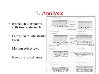 1. Apolysis
• Retraction of epidermal
cells from endocuticle
• Formation of subcuticular
space
• Molting gel secreted
• New cuticle laid down

 