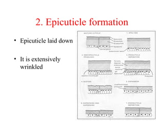2. Epicuticle formation
• Epicuticle laid down
• It is extensively
wrinkled

 