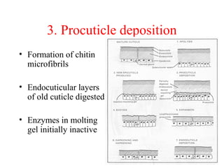 3. Procuticle deposition
• Formation of chitin
microfibrils
• Endocuticular layers
of old cuticle digested
• Enzymes in molting
gel initially inactive

 