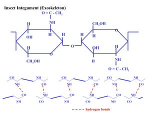 Insect Integument (Exoskeleton)
O = C - CH2
NH

H

CH2OH
O

H

OH

H

H

H

O

OH

H

H

H

NH

O
CH2OH

O = C - CH2
CO

NH
NH

CO

CO
NH

CO

NH
NH

NH
CO

CO
NH

CO
CO

NH
NH

NH
CO

hydrogen bonds

CO
NH

CO

NH
CO

 