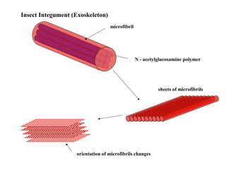 Insect Integument (Exoskeleton)
microfibril

N - acetylglucosamine polymer

sheets of microfibrils

orientation of microfibrils changes

 