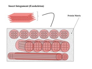 Insect Integument (Exoskeleton)

Protein Matrix

 