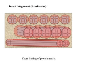 Insect Integument (Exoskeleton)

Cross linking of protein matrix

 