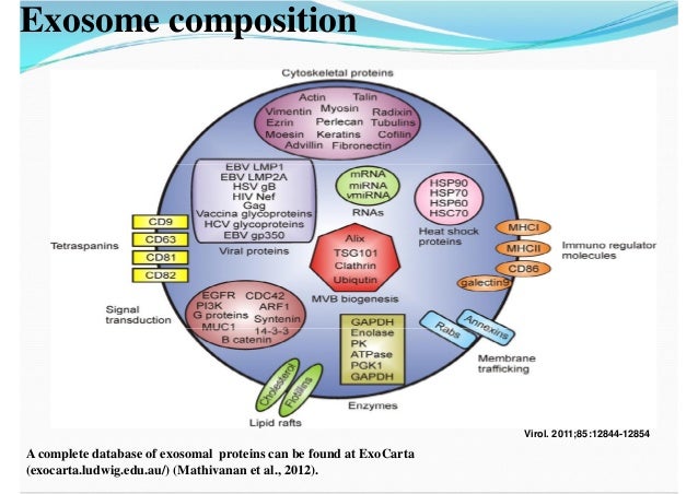 mrna structure