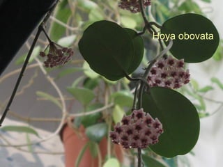 Hoya obovata 