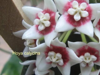 Hoya calycina 
