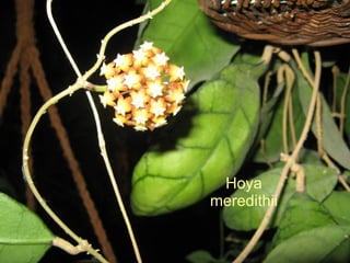 Hoya meredithii 