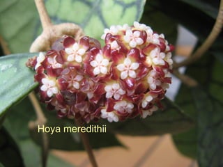 Hoya meredithii 