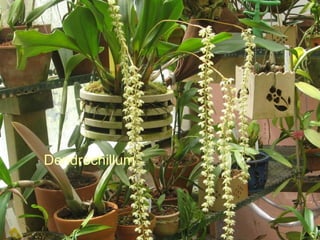 Dendrochillum 