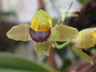 Baptistonia echinata 