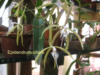 Epidendrum ciliare 