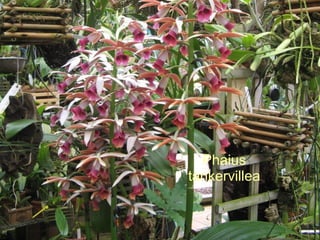 Phaius tankervillea 