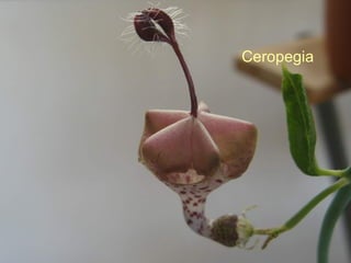 Ceropegia 