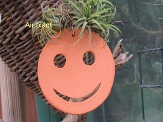 Air plant 