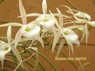 Brassvola perinii 