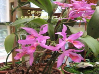 Cattleya guatamalensis 