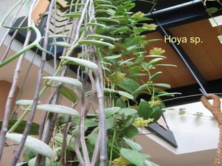 Hoya Hoya sp. 