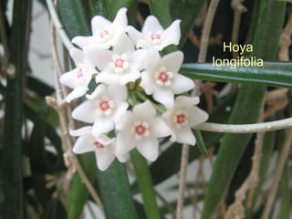 Hoya longifolia 