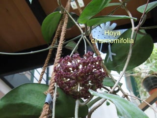 Hoya cinamomifolia 