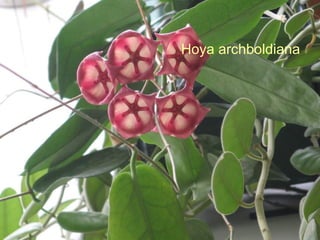 Hoya archboldiana 
