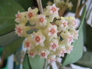 Hoya sp. 