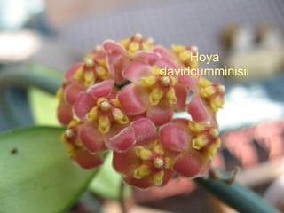 Hoya davidcumminisii 
