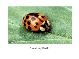 Asian Lady Beetle