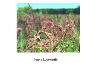 Purple Loosestrife