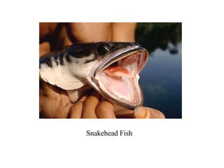 Snakehead Fish