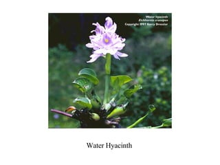 Water Hyacinth