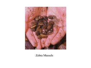 Zebra Mussels
