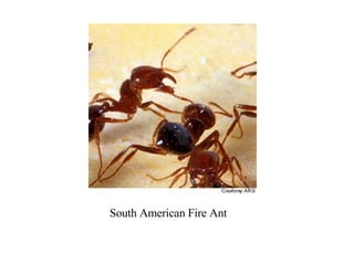 South American Fire Ant