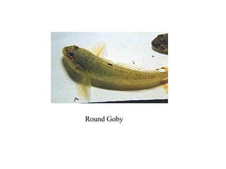 Round Goby
