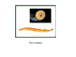 Sea Lamprey