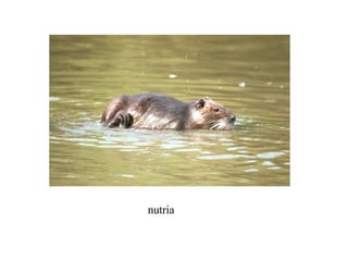 nutria